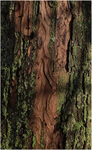 Teak bark
