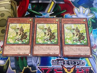 Y-842 Matatabi sengan tanuki normal JP031