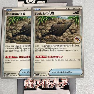 Old spring fossil C 081/086