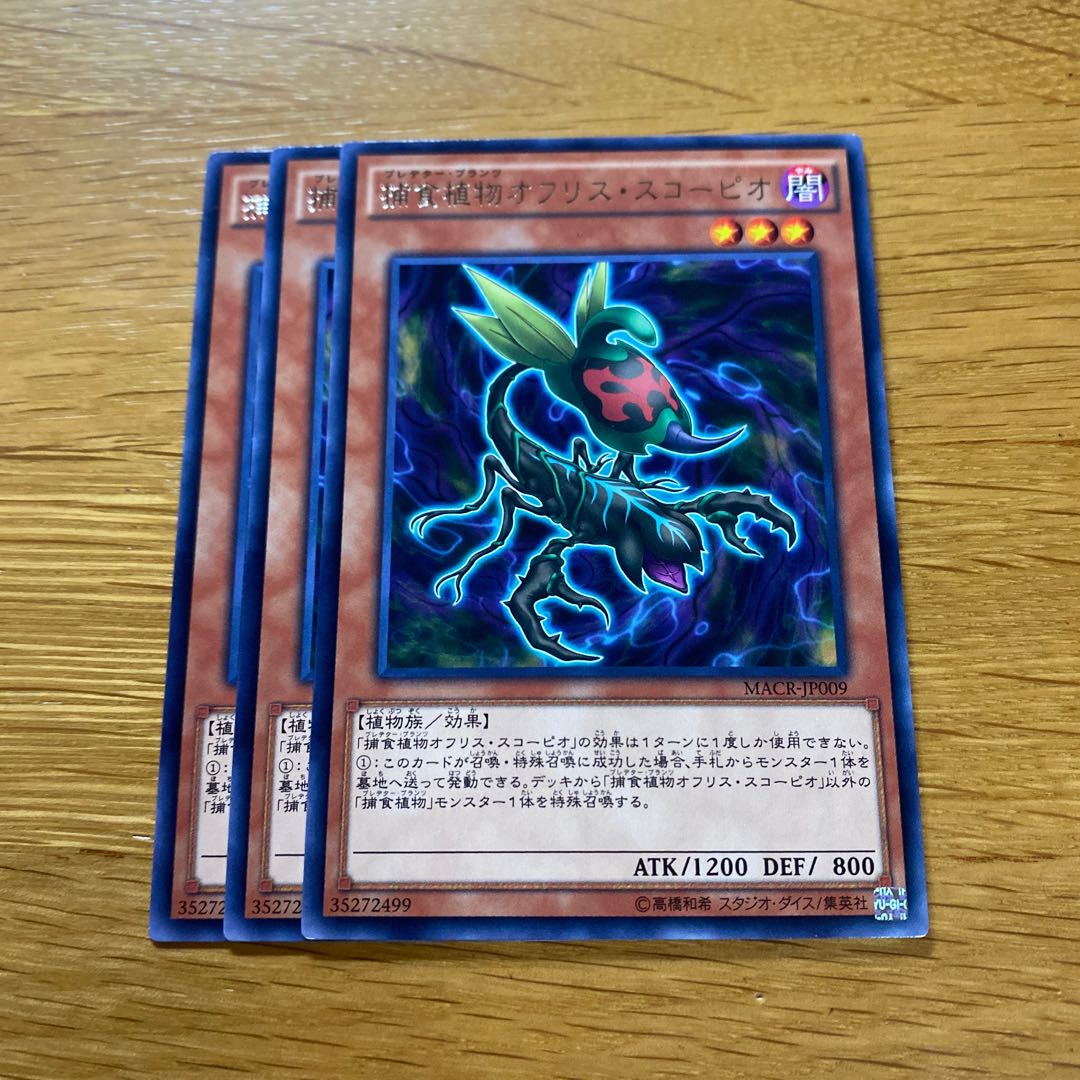 Predaplant Ophrys Scorpio Rare JP009