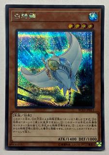 白棘鱏　シークレットレア　シク