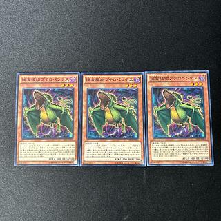 3037 捕食植物プテロペンテス ノーマル JP003