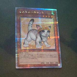 Rescue Cat (different illustration) QSE [Korindo].