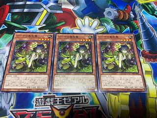 Y-1234 Traptrix Vesiculo Normal JP016