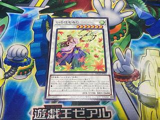 Y-1466 Iroha momiji Normal JP042