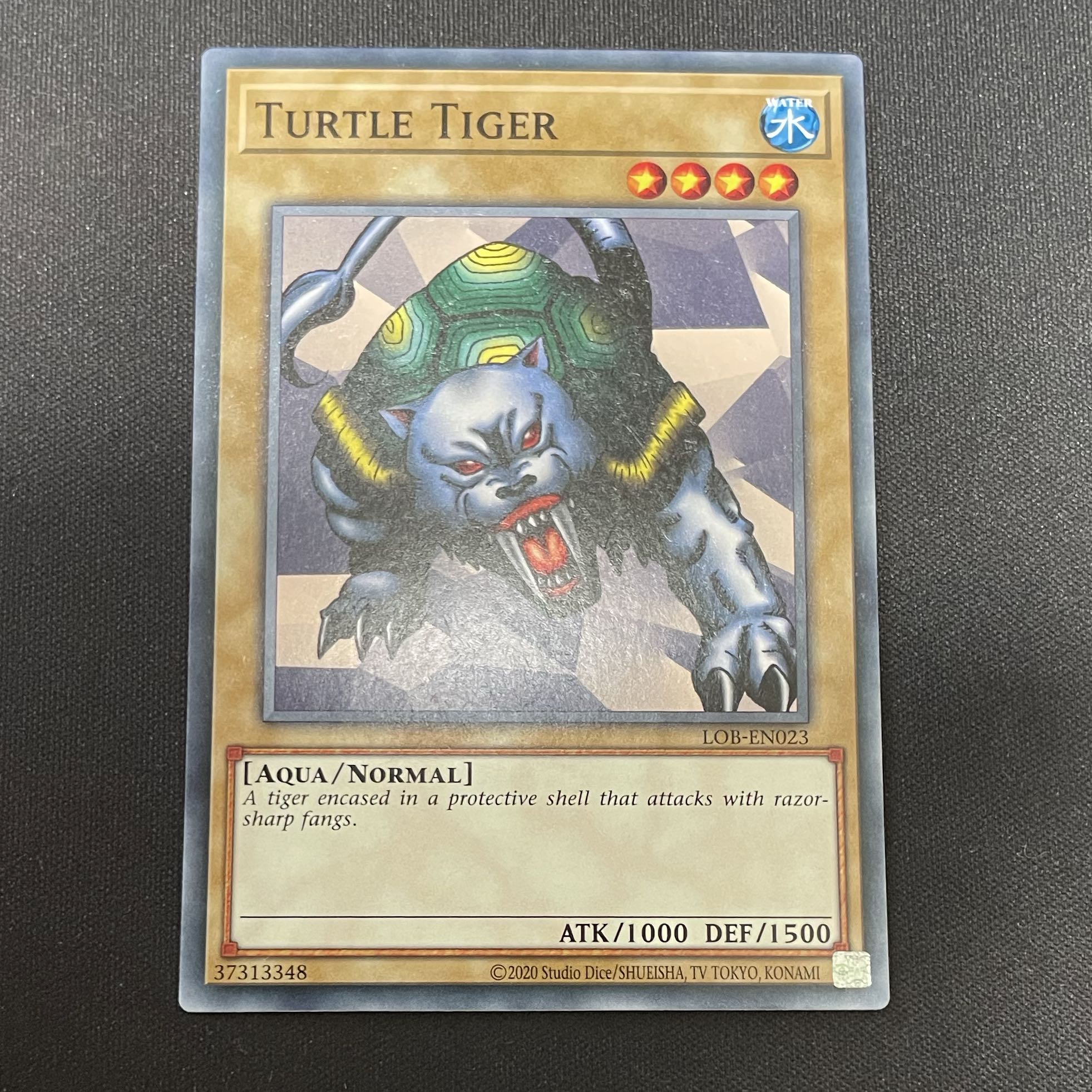 turtle tiger (Taurus taurus)