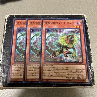 set of three Predaplant Chlamydosundew Normal JP051