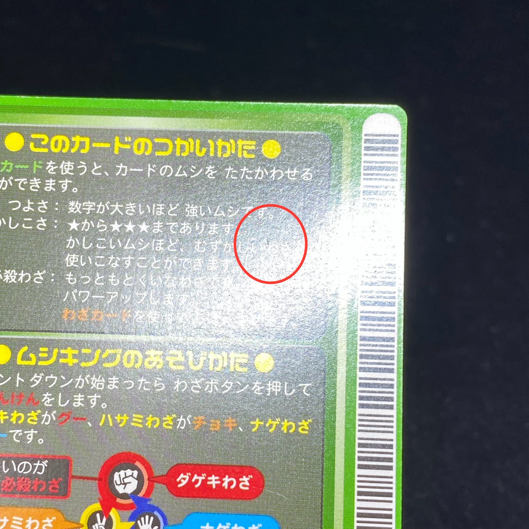 ノコギリクワガタ［ロケテスト］の通販 土日祝休@magi公式