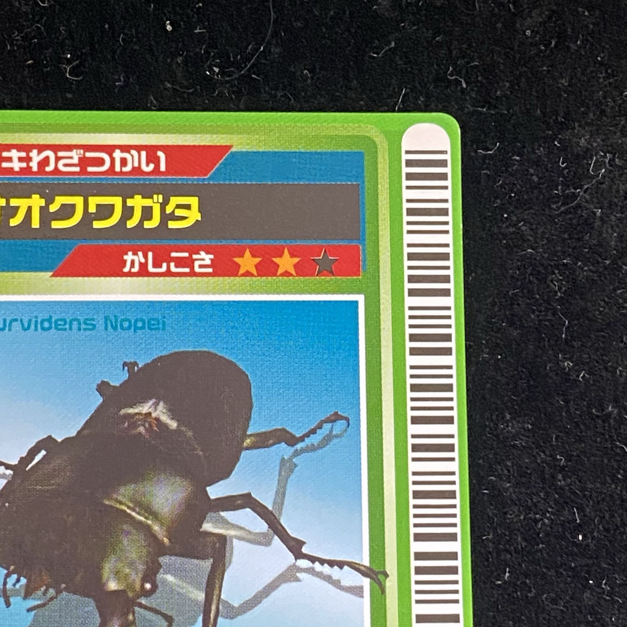 オオクワガタ［ロケテスト］ 1枚