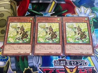 Y-807 Matatabi sengan tanuki normal JP031