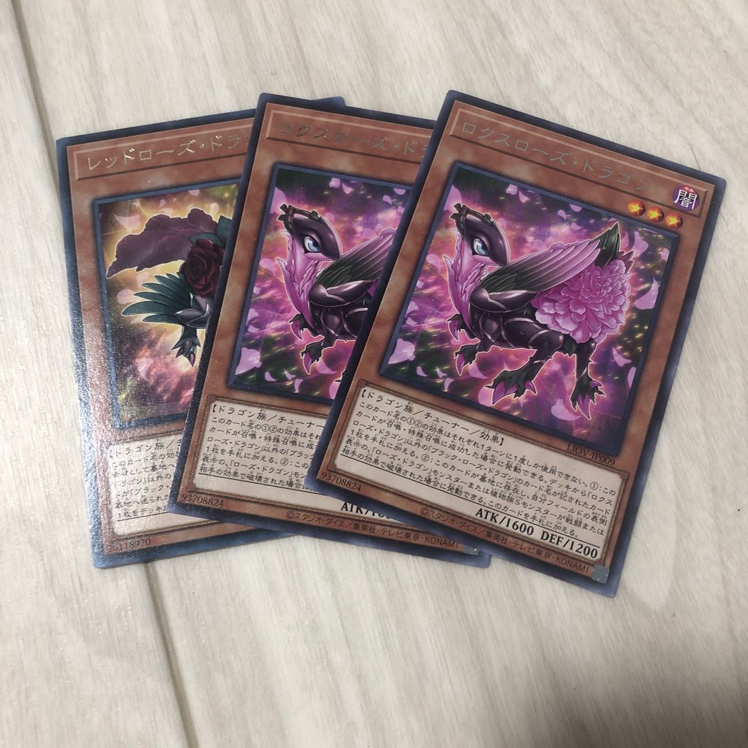 Redraw's dragon (Zebrasoma redrawsii) Roxrose Dragon rare JP009