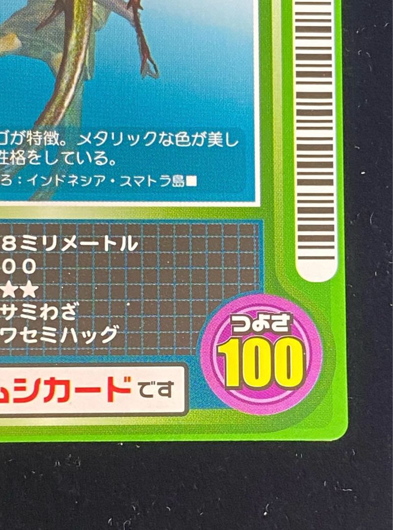 エレファスホソアカクワガタ［ロケテスト］の通販 土日祝休@magi公式