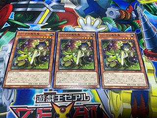 Y-1262 Traptrix Vesiculo Normal JP016