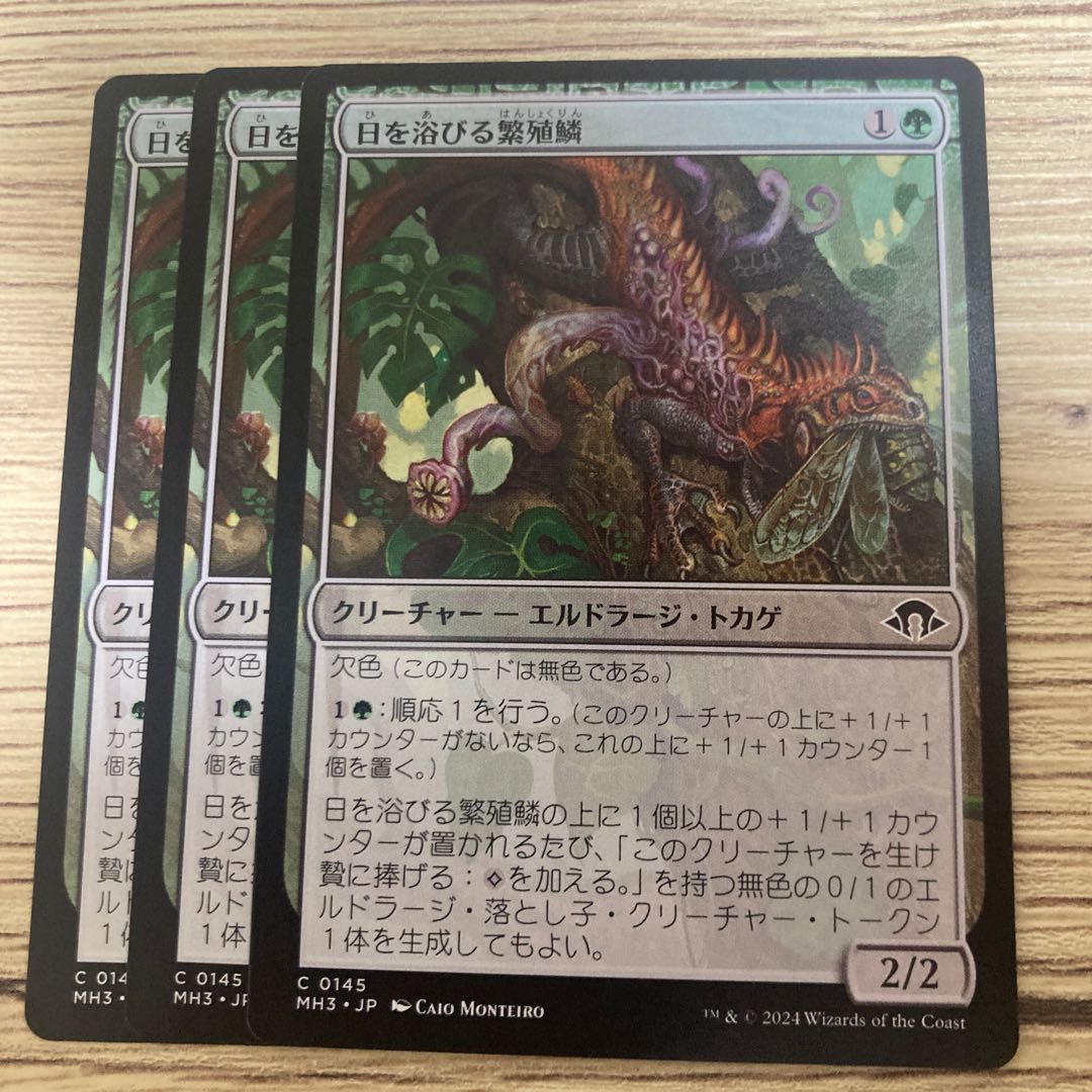 日を浴びる繁殖鱗/Basking Broodscale 3枚 3枚