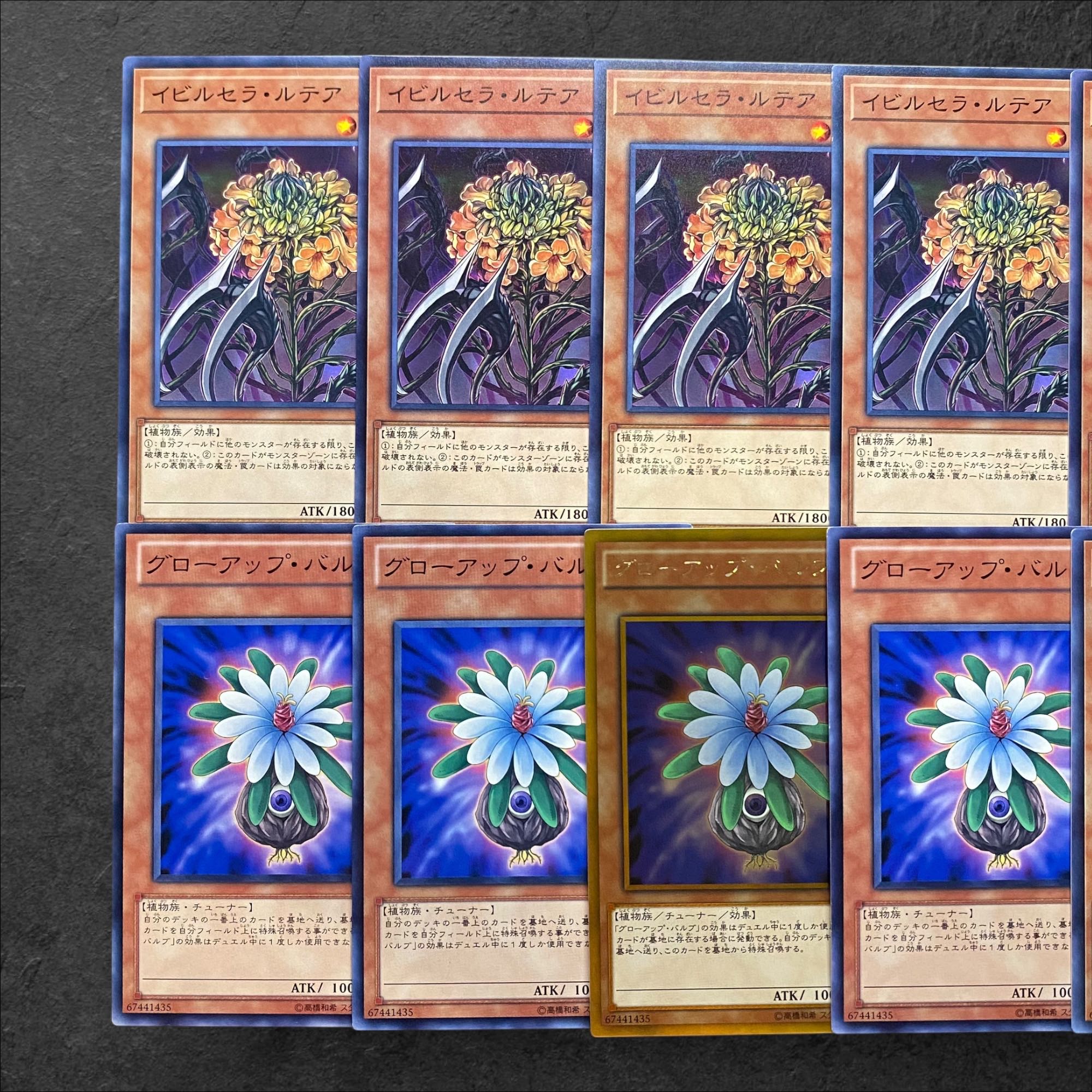 5984【遊戯王】イビルセラ・ルテア　グローアップ・バルブ　各5枚セット