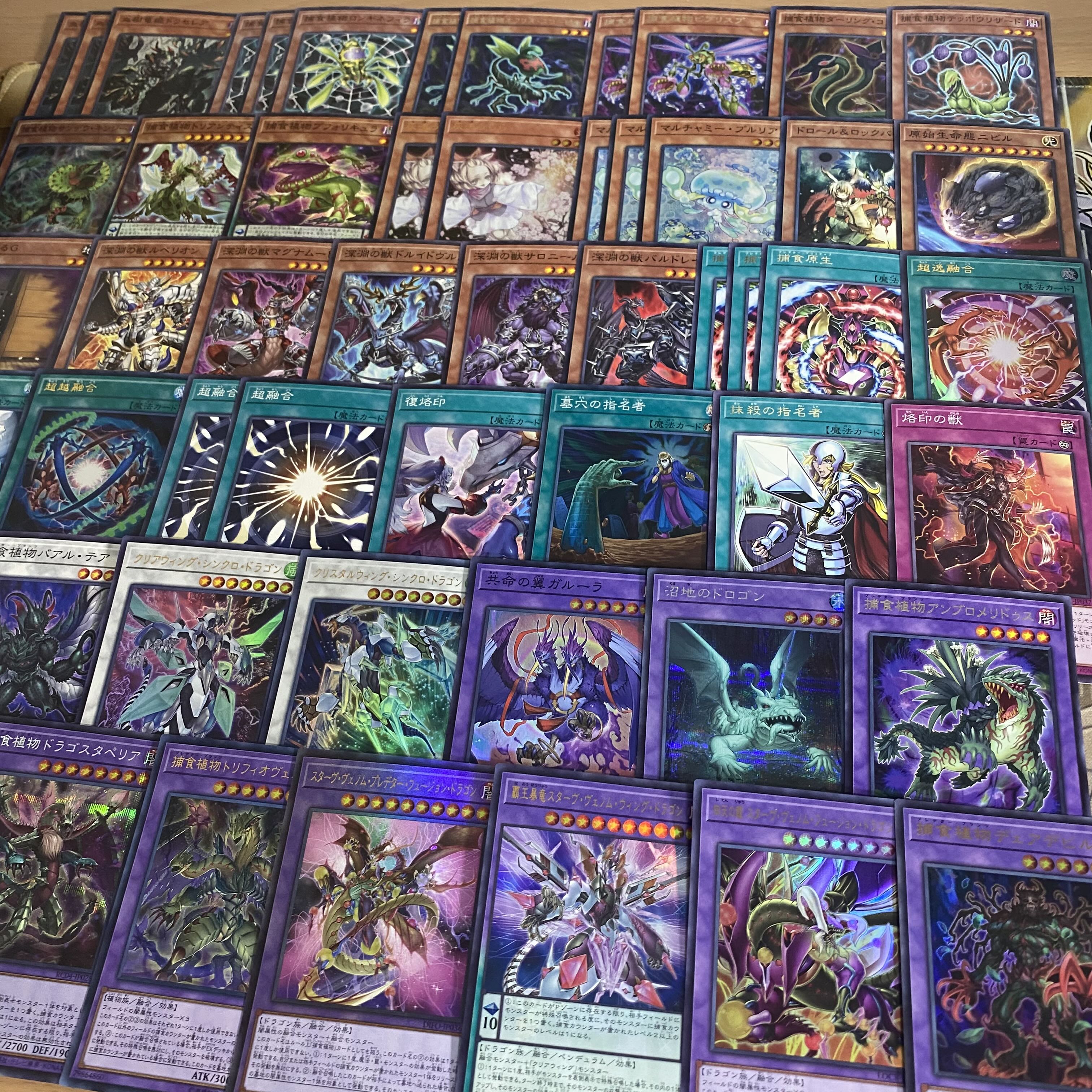 遊戯王 捕食植物 デッキ 本格構築 デェアデビル オフリススコーピオ スターヴヴェノムフュージョンドラゴン 血樹竜姫ドラセレア 1枚