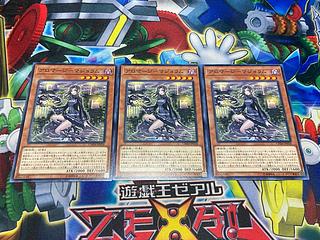 Y-2113 Aromage - marjoram normal JP018