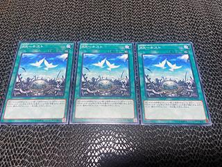 Y-18 RR-Nest Normal JP026