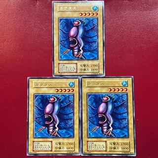 Zk Pc Aay Cactus Early Cactus Early Cactus Rare