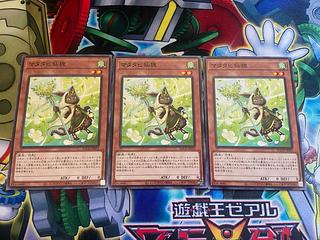 Y-846 Matatabi sengan tanuki normal JP031