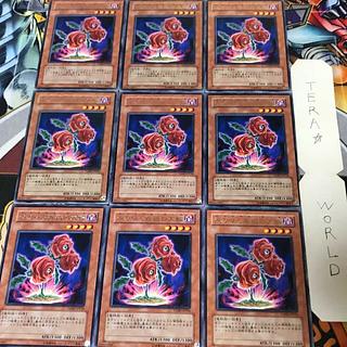 返り咲く薔薇の大輪 TSHD 6 レア 9枚セット てら