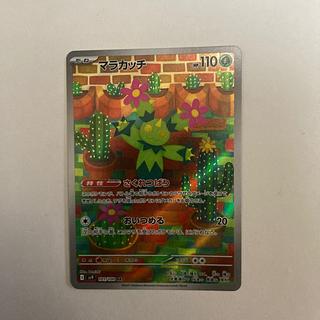 Maractus AR 101/100