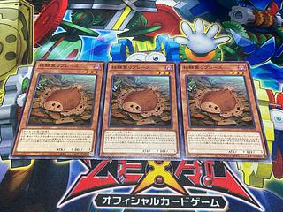 Y-3919 Karei Kareiha Replaces Normal JP029 3枚