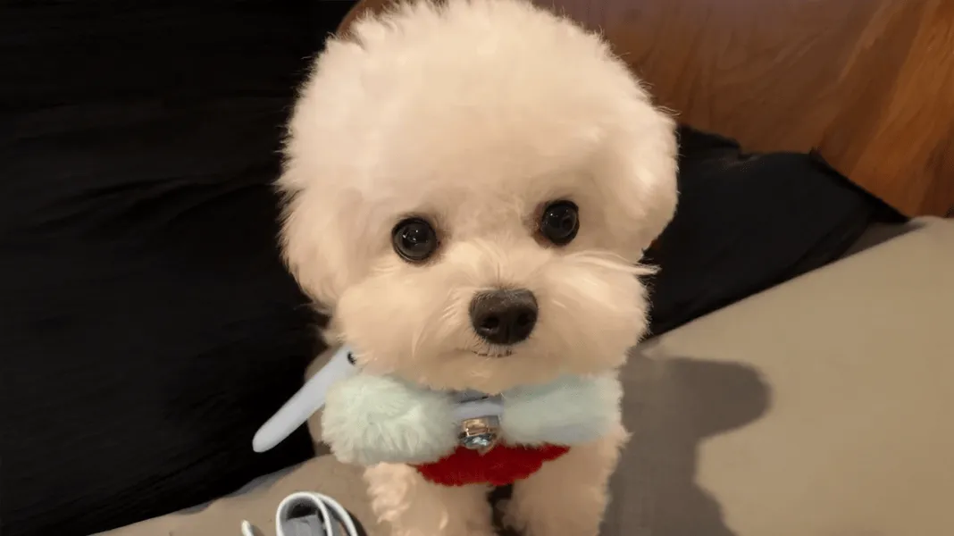 pet2human