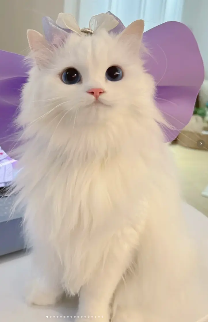pet2human_360p