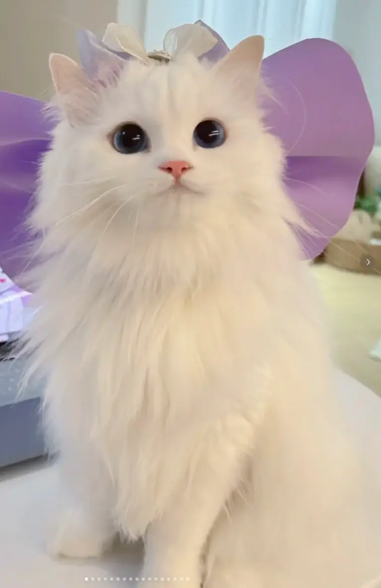 pet2human_360p video