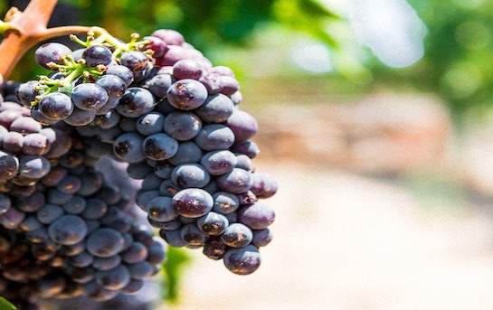 Muscat of Hamburg Grape