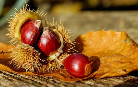 Chestnuts