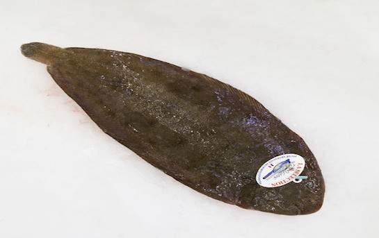 Sole entière sauvage petit bateau (grande)