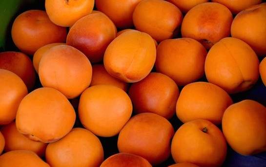 Abricots du Valais