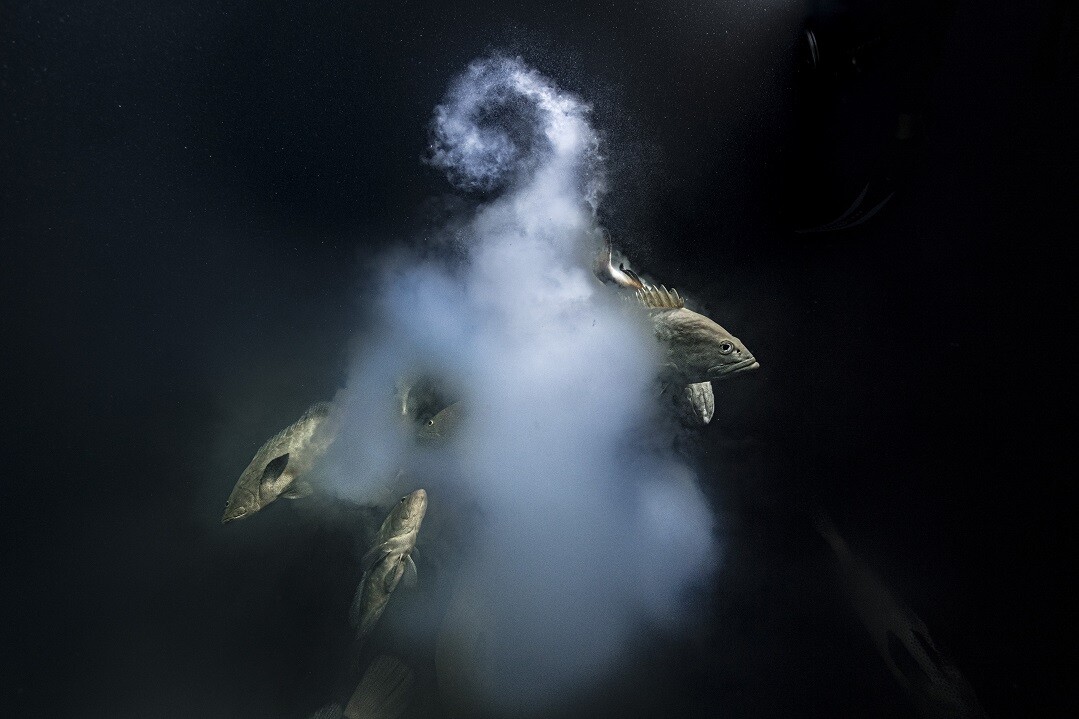 © Laurent Ballesta/Wildlife Photographer of the Year/PA Media/dpa