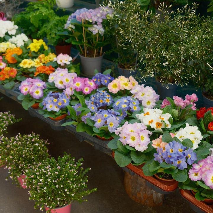 Primavera alla Landriana 2026