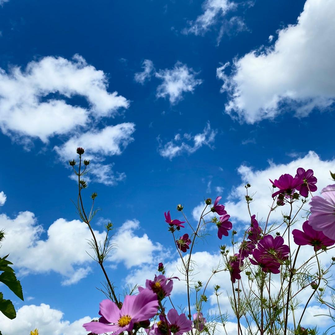 Flowers - Meravigliosa natura al Chiostro del Bramante