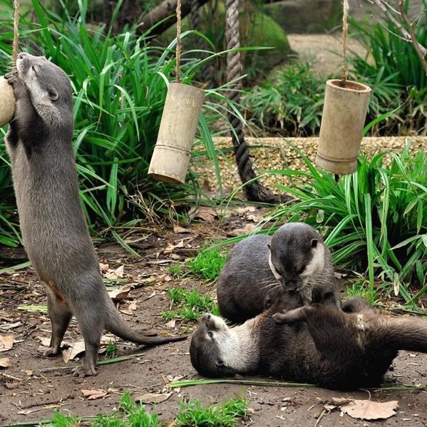 "Tra Acqua, Aria e Terra" al Bioparco