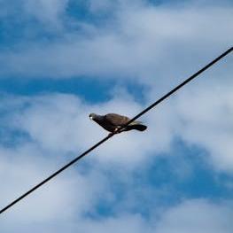 Trenta grammi di Monica Pirone