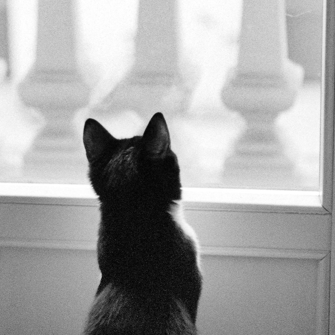 Quarantaquattro gatti di Ferdinando Scianna
