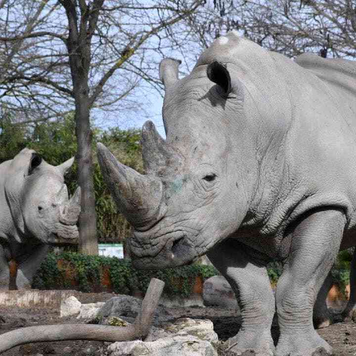 Una domenica da rinoceronti al Bioparco 