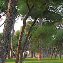 Passeggiata nel Parco del Pineto