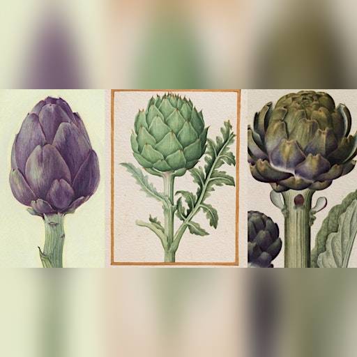 Choosing, Cleaning, and Cooking Roman-Style Artichokes,  Then Tasting Them