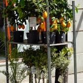 Piantala a Forte! Trionfale Urban Factory