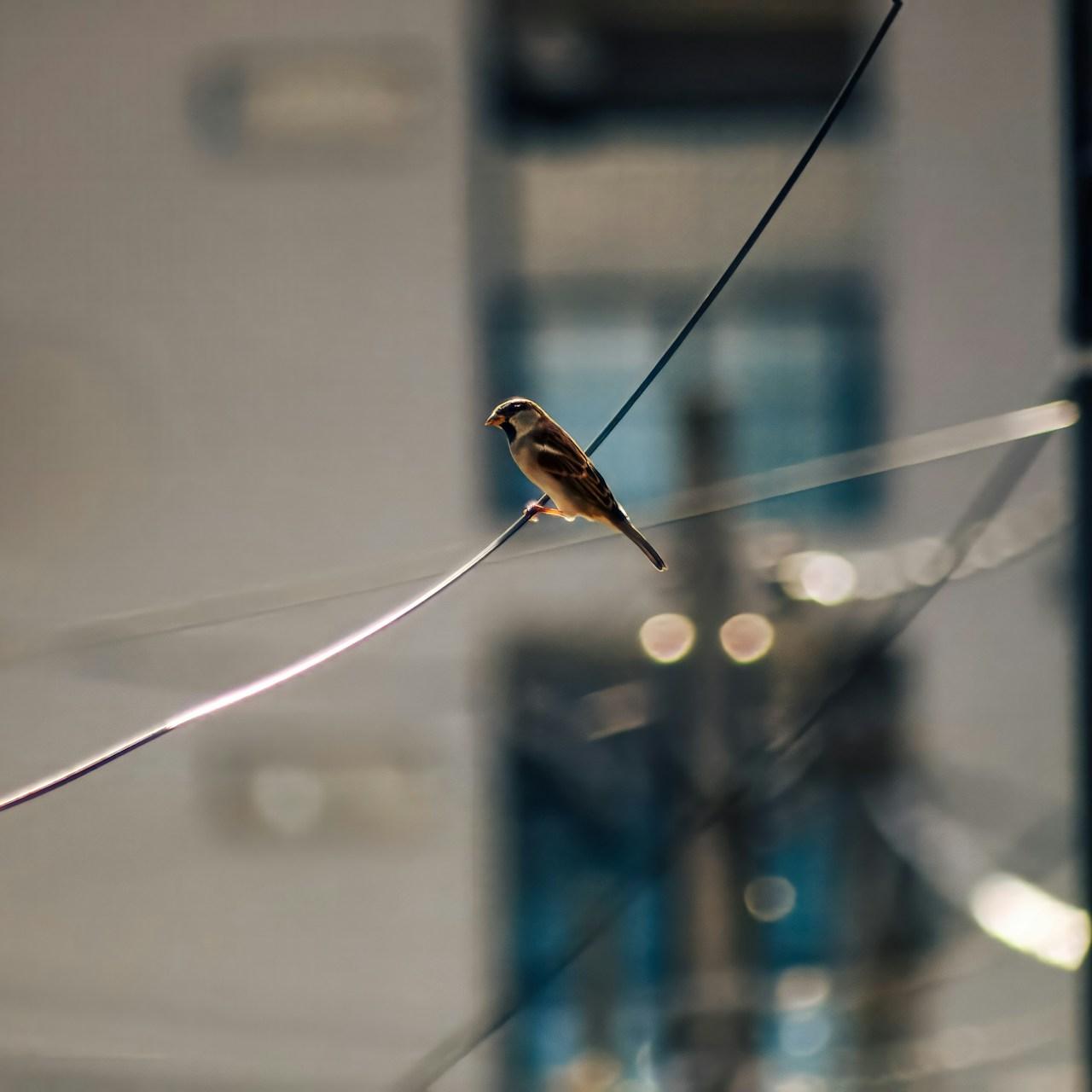 Evolvere nell'instabilità