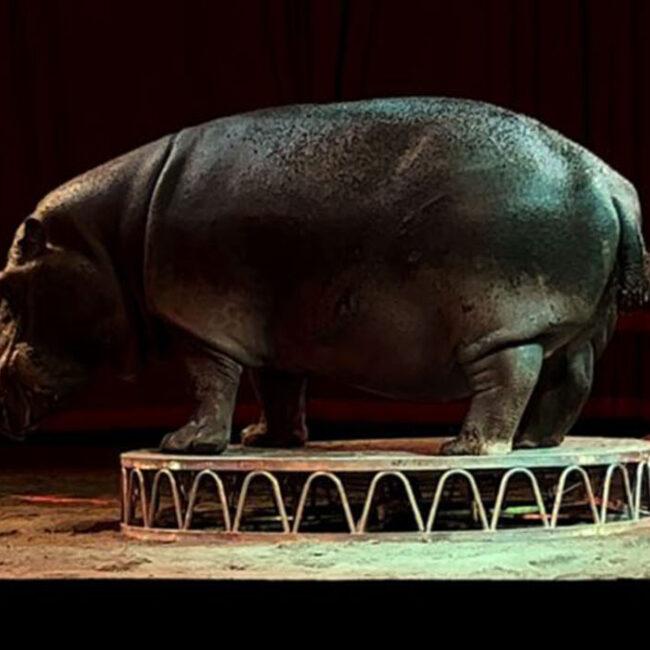 Evento speciale | L’ultimo spettacolo – Casa del Cinema