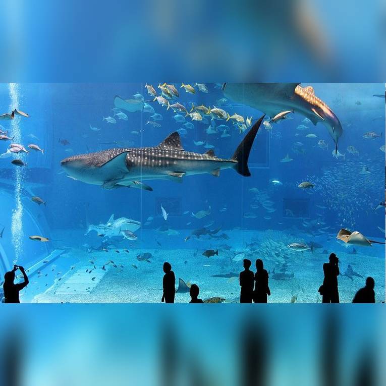 Apertura dell'Acquario di Roma