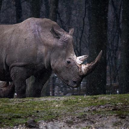 Giornata Mondiale del Rinoceronte al Bioparco: statua, visite guidate e laboratori
