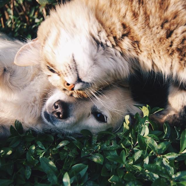 Pet Camper Tour - Giubileo Edition