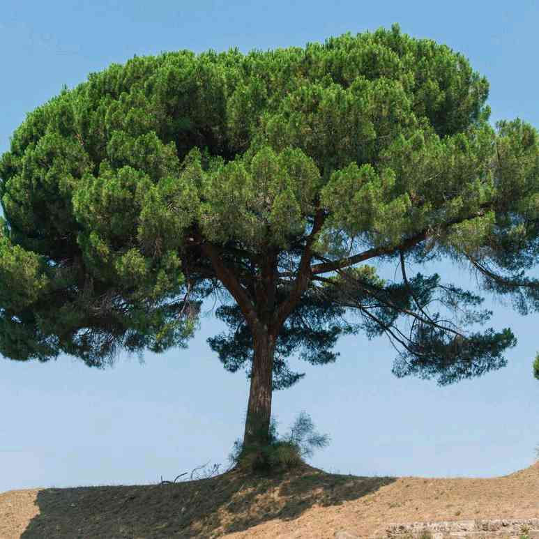 Pinus Pinea. Le radici del futuro